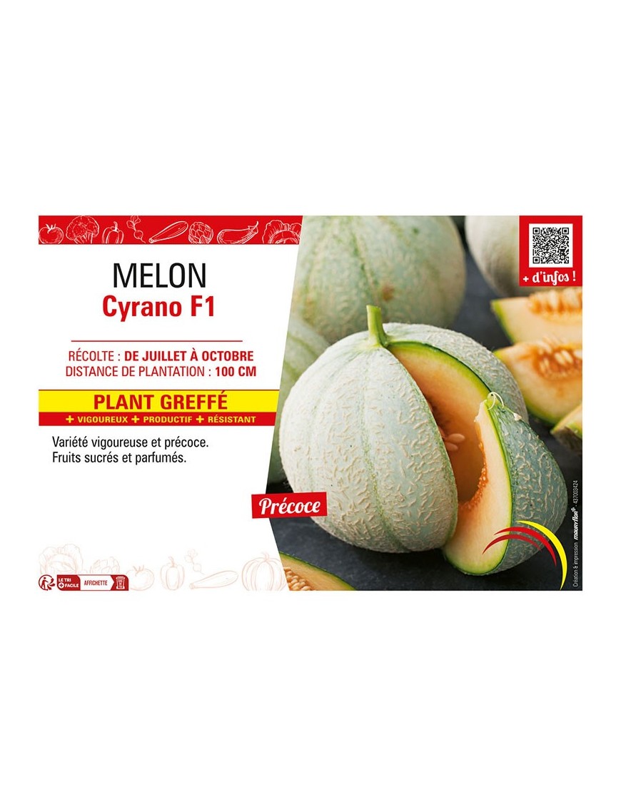 MELON CYRANO F1 Plant greffé