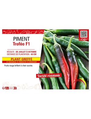 PIMENT TROFÉO F1 Plant greffé