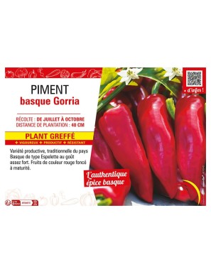 PIMENT BASQUE GORRIA (TYPE ESPELETTE) Plant greffé