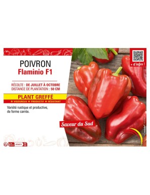 POIVRON FLAMINIO F1 Plant greffé