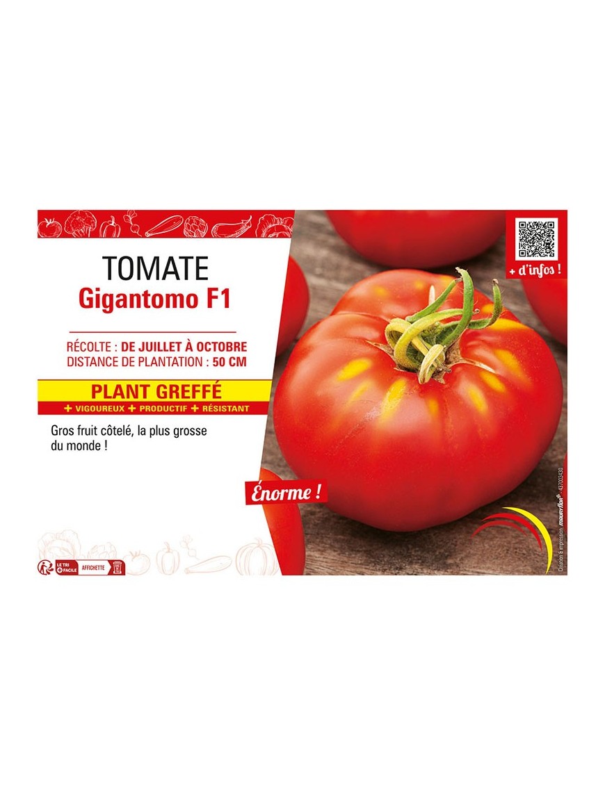 TOMATE GIGANTOMO F1 Plant greffé