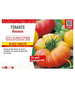 TOMATE ANANAS Plant greffé