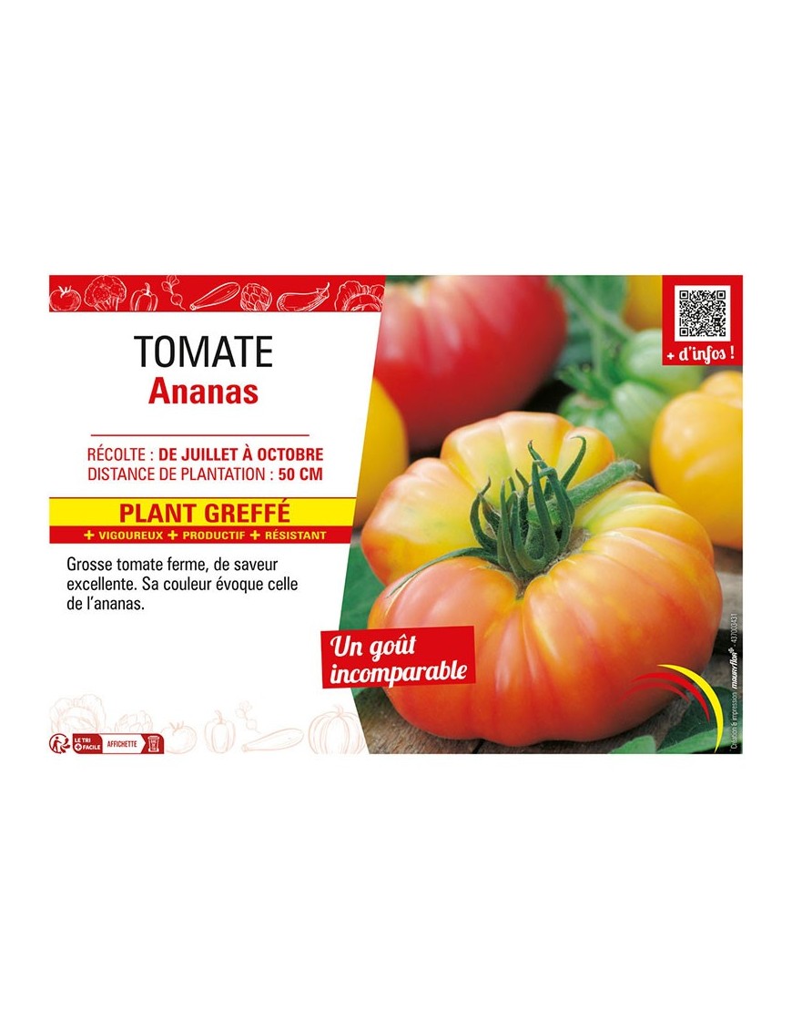 TOMATE ANANAS Plant greffé