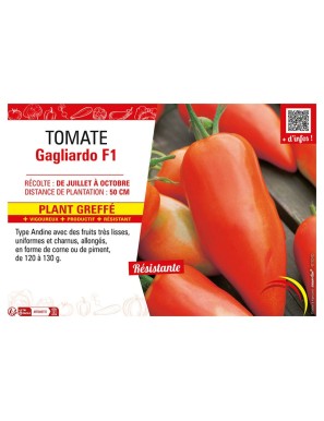 TOMATE GAGLIARDO F1 Plant greffé