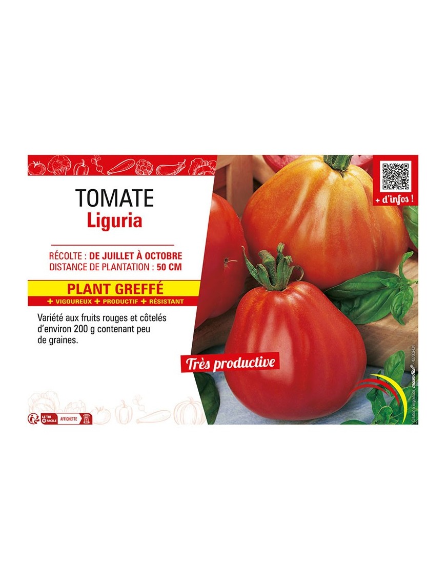 TOMATE LIGURIA Plant greffé