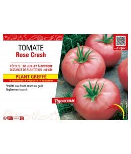 TOMATE ROSE CRUSH Plant greffé