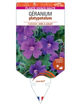 GERANIUM PLATYPETALUM