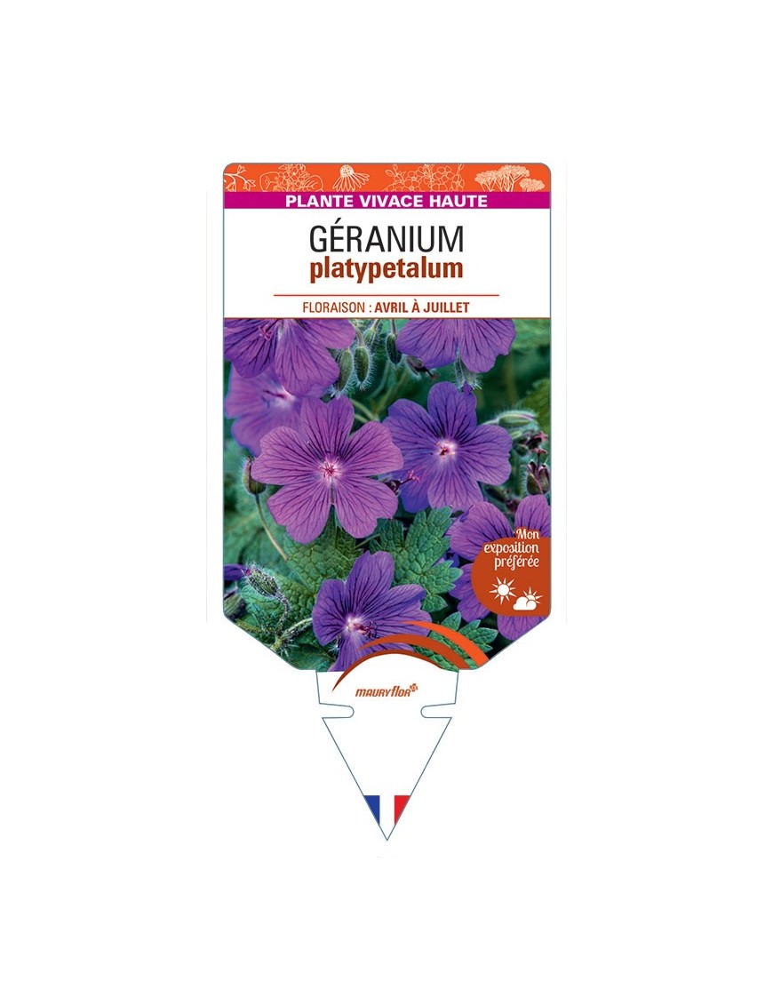 GERANIUM PLATYPETALUM