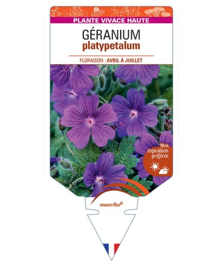 GERANIUM PLATYPETALUM