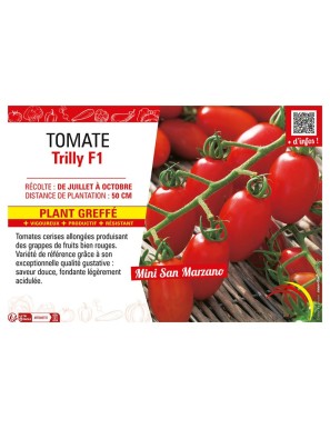 TOMATE TRILLY F1 Plant greffé
