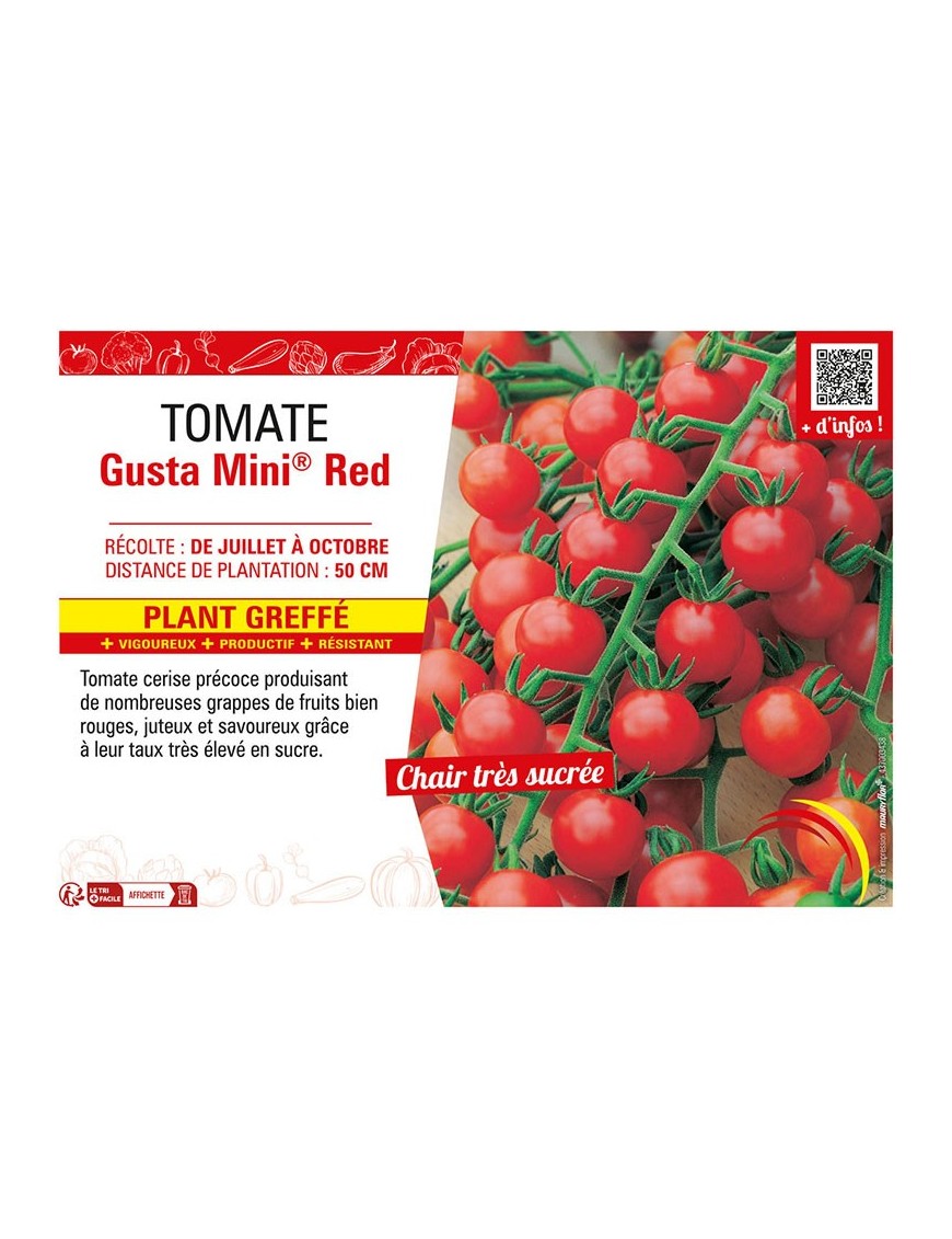 TOMATE GUSTA MINI® RED Plant greffé