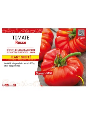 TOMATE RUSSE Plant greffé