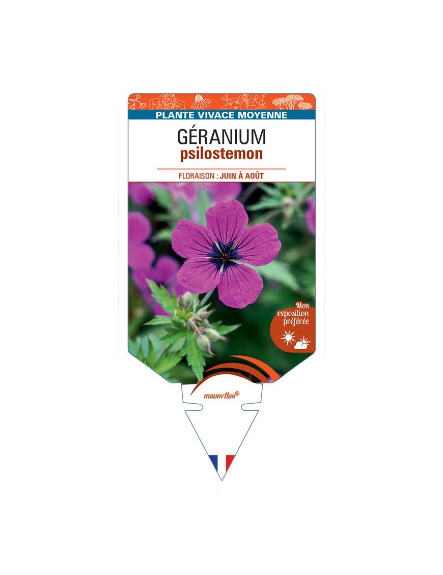 GERANIUM PSILOSTEMON (rouge carmin)