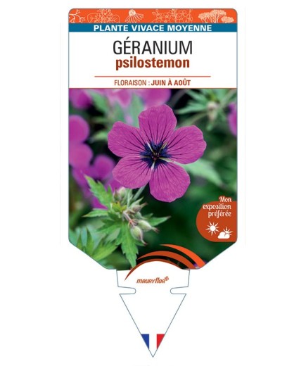 GERANIUM PSILOSTEMON (rouge carmin)