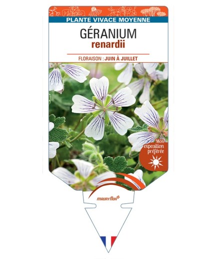 GERANIUM renardii
