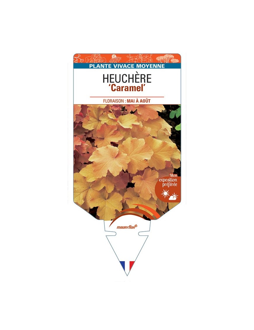 HEUCHERA 'Caramel' *