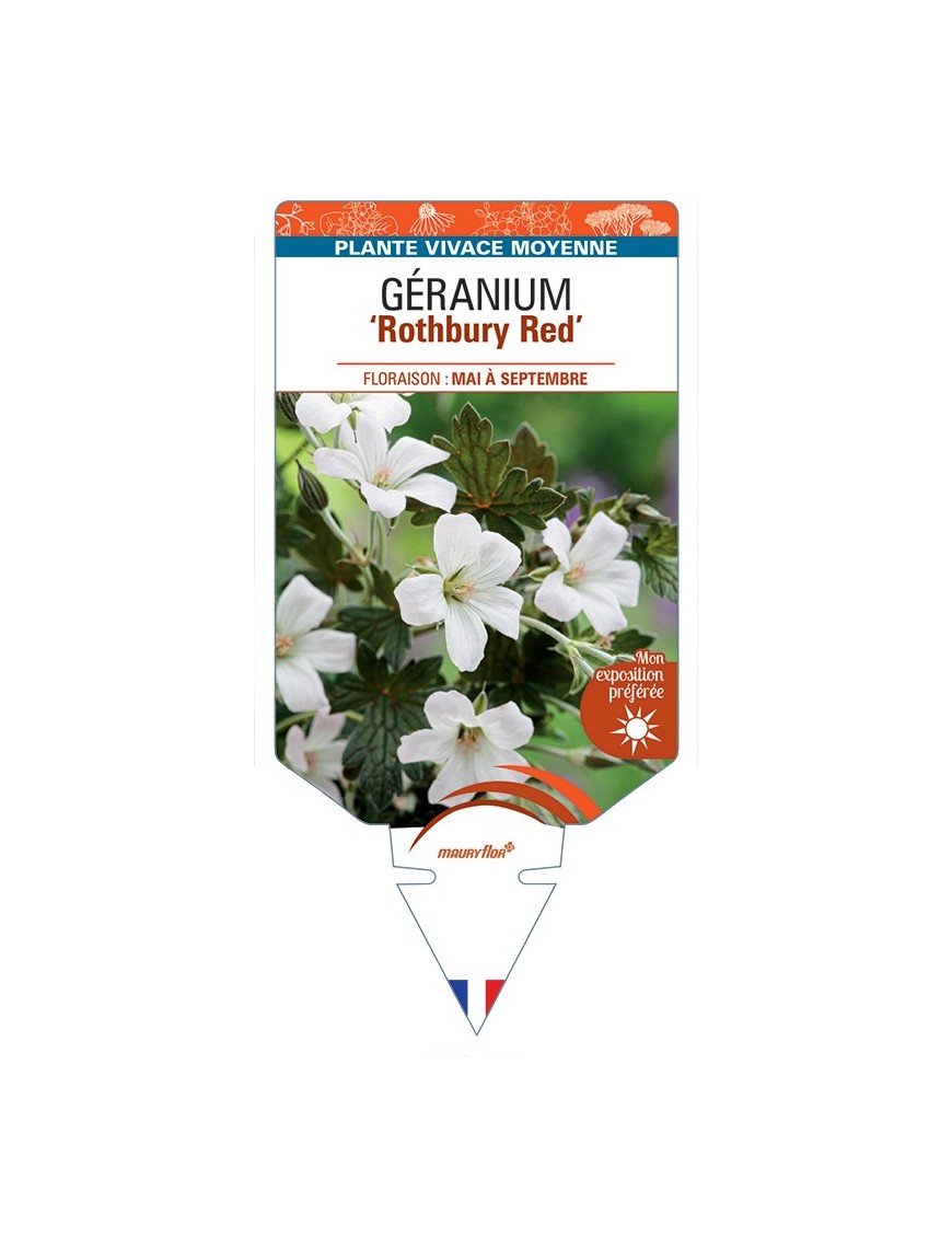 GERANIUM Rothbury Red