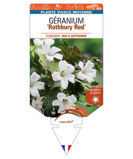 GERANIUM Rothbury Red