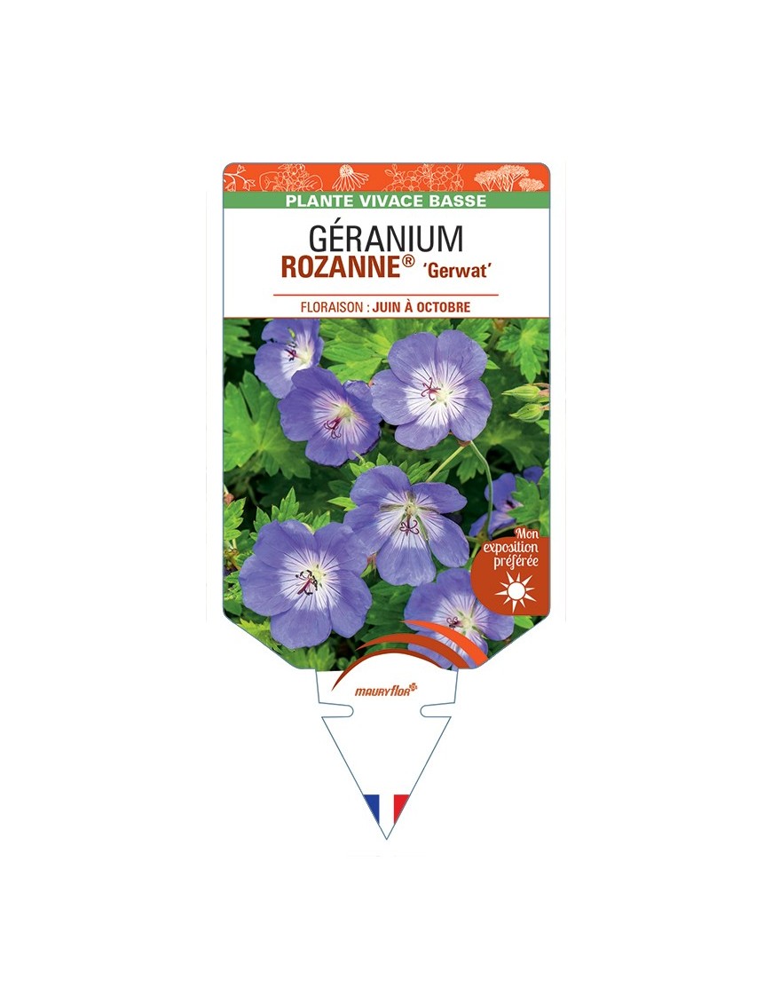GERANIUM ROZANNE® Gerwat