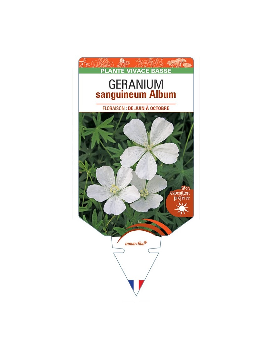 GERANIUM sanguineum Album