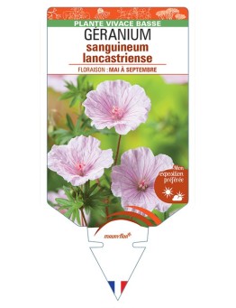 GERANIUM SANGUINEUM LANCASTRIENSE