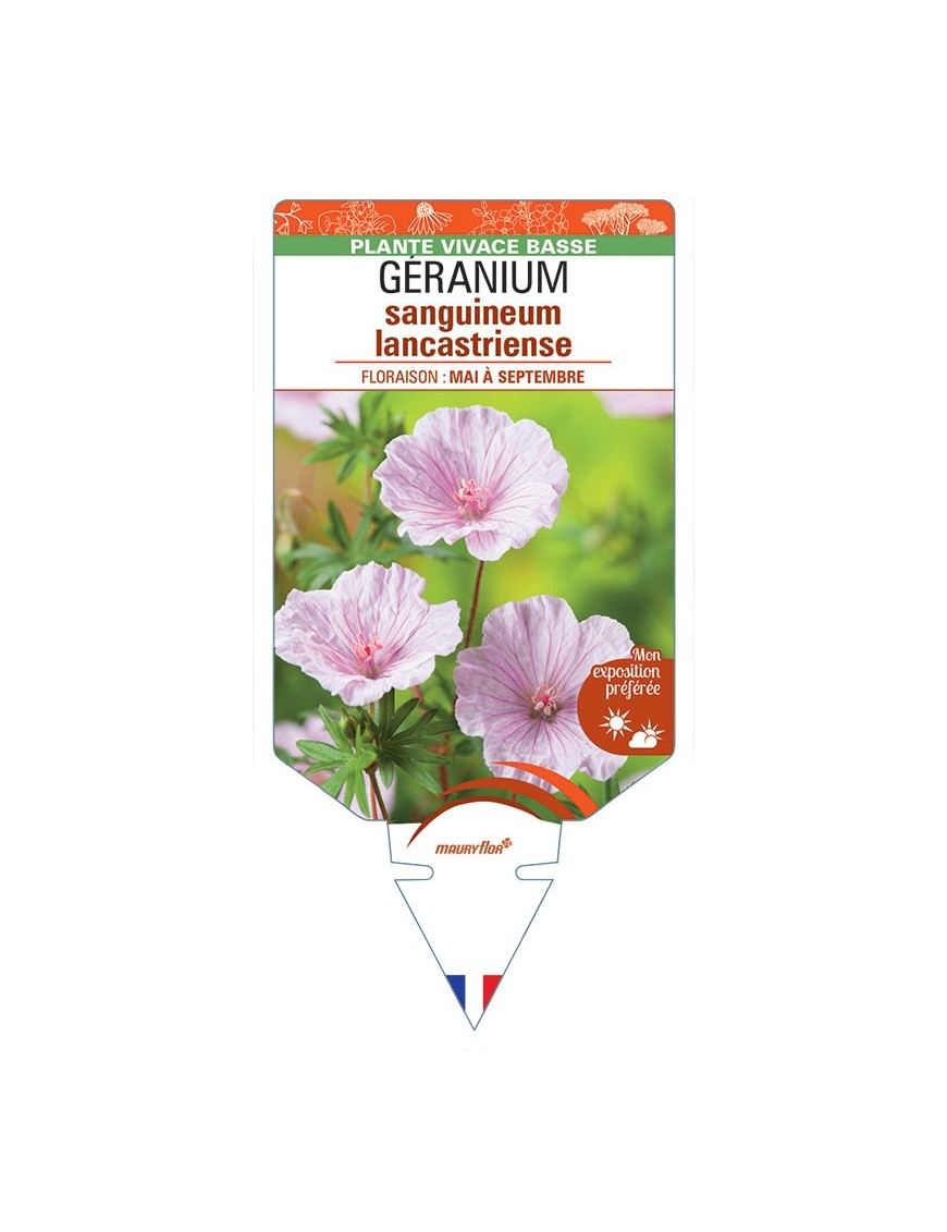 GERANIUM SANGUINEUM LANCASTRIENSE