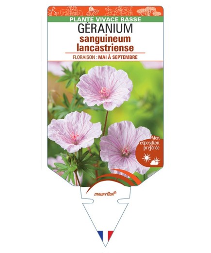 GERANIUM SANGUINEUM LANCASTRIENSE