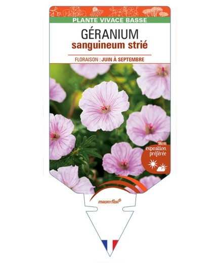 GERANIUM sanguineum striatum