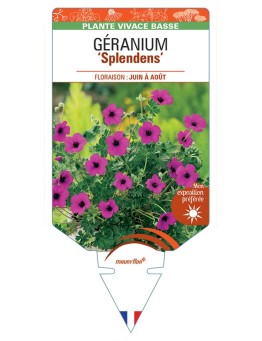 GERANIUM SUBCAULESCENS SPLENDENS