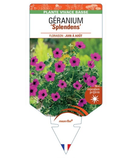 GERANIUM SUBCAULESCENS SPLENDENS