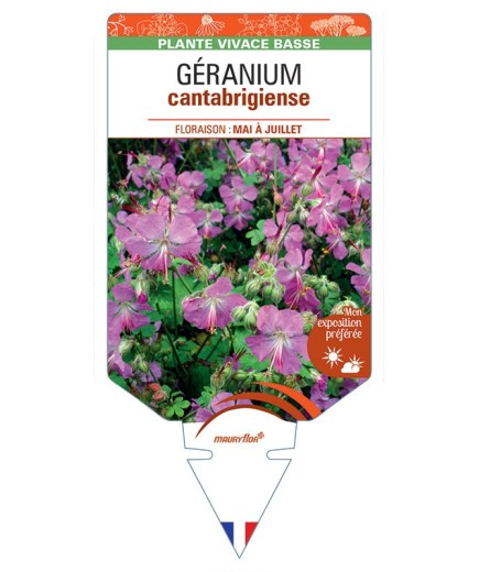 GERANIUM X CANTABRIGIENSE