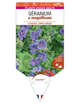 GERANIUM x magnificum