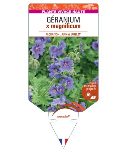 GERANIUM x magnificum
