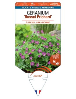 GERANIUM X RIVERSLEAIANUM RUSSEL PRICHARD