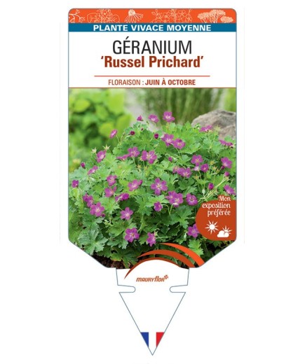 GERANIUM X RIVERSLEAIANUM RUSSEL PRICHARD