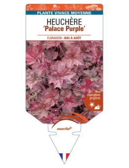 HEUCHERA 'Palace Purple' *