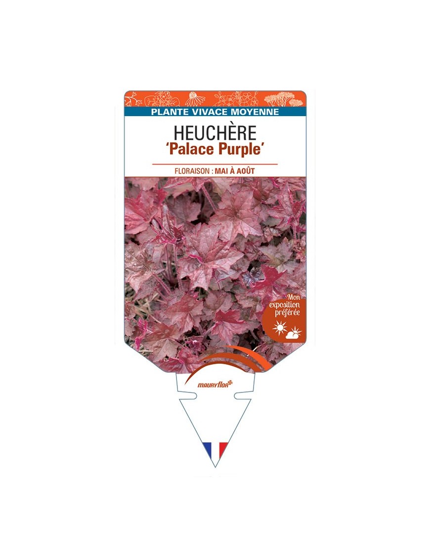 HEUCHERA 'Palace Purple' *