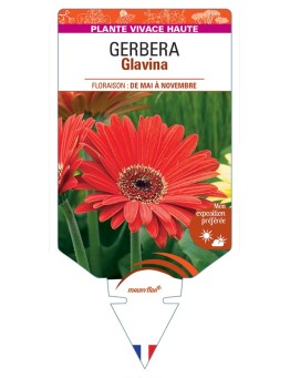 GERBERA Glavina