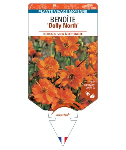 GEUM chiloense Dolly North voir Benoîte