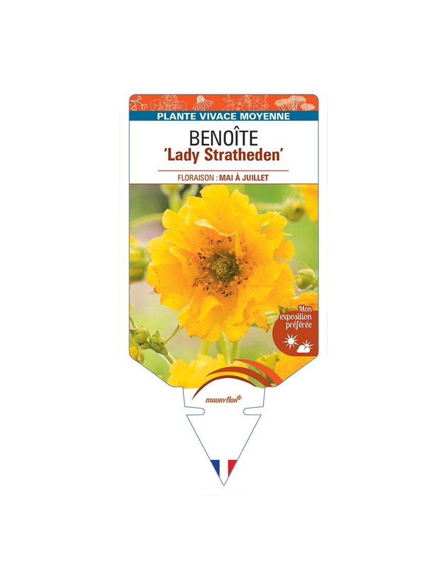 GEUM chiloense Lady Stratheden voir Benoîte