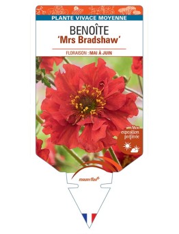 GEUM chiloense Mrs Bradshaw voir Benoîte