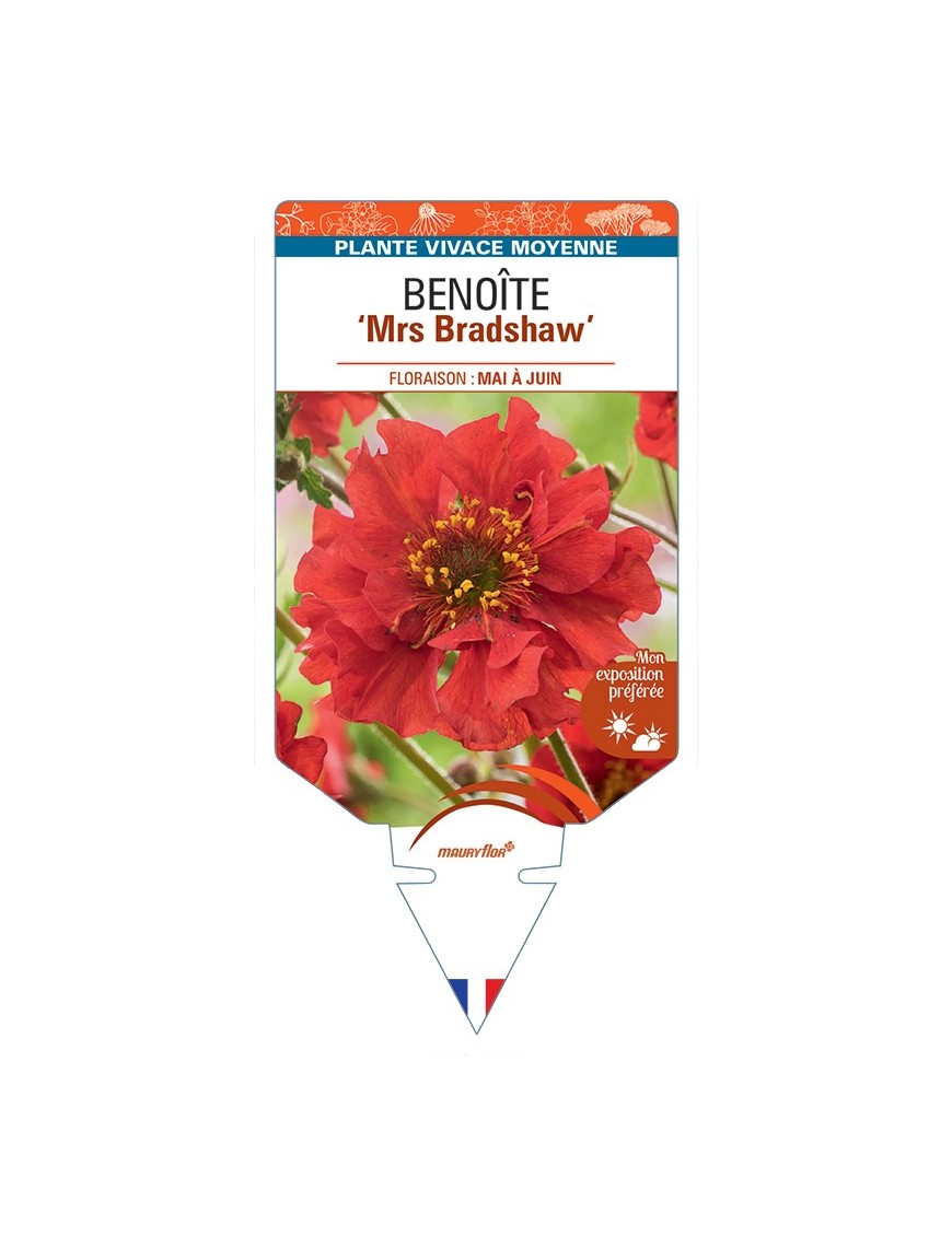 GEUM chiloense Mrs Bradshaw voir Benoîte