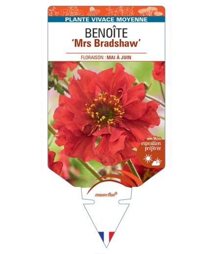 GEUM chiloense Mrs Bradshaw voir Benoîte