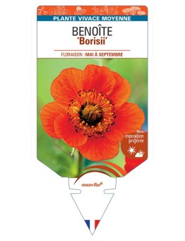 GEUM coccineum Borisii voir Benoîte