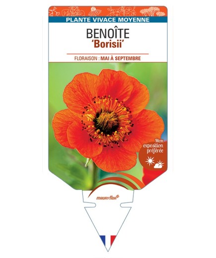GEUM coccineum Borisii voir Benoîte