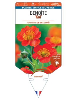 GEUM coccineum Koi voir Benoîte