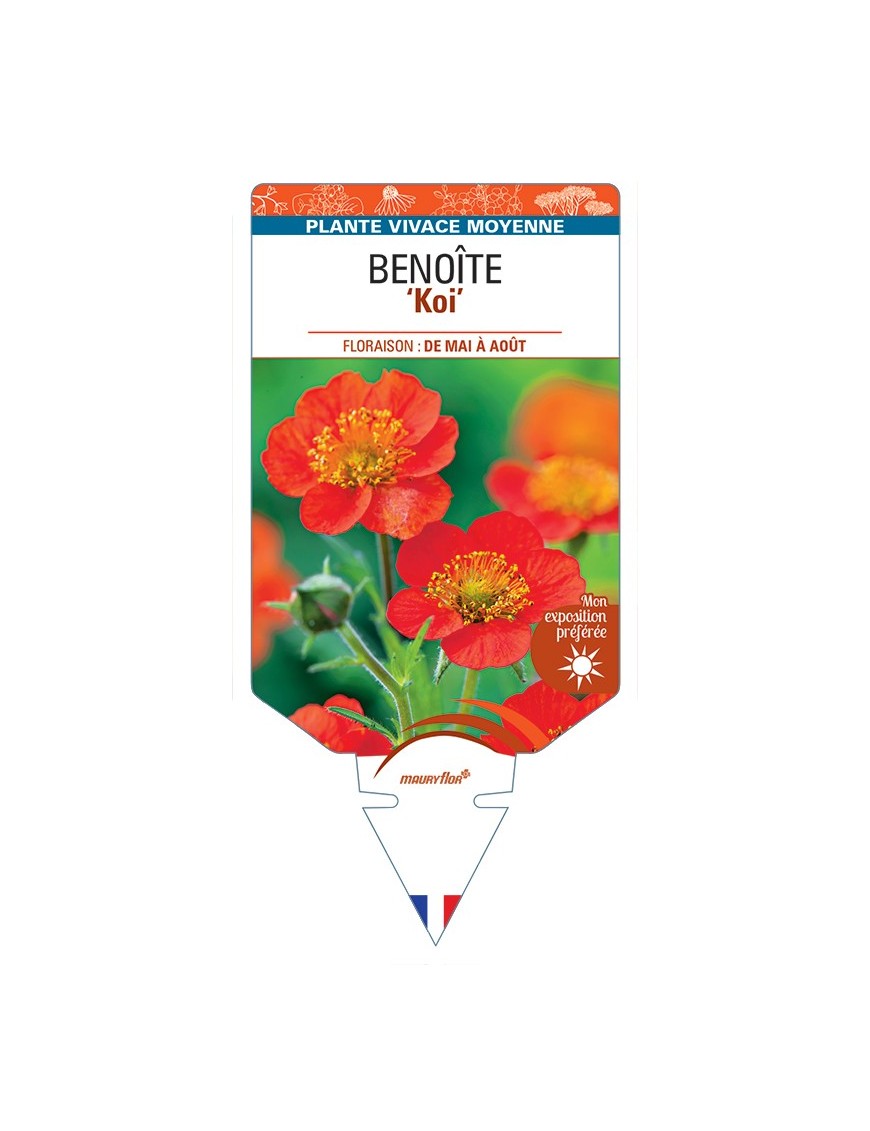 GEUM coccineum Koi voir Benoîte