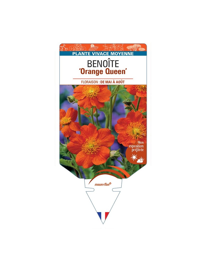 GEUM coccineum Orange Queen voir Benoîte