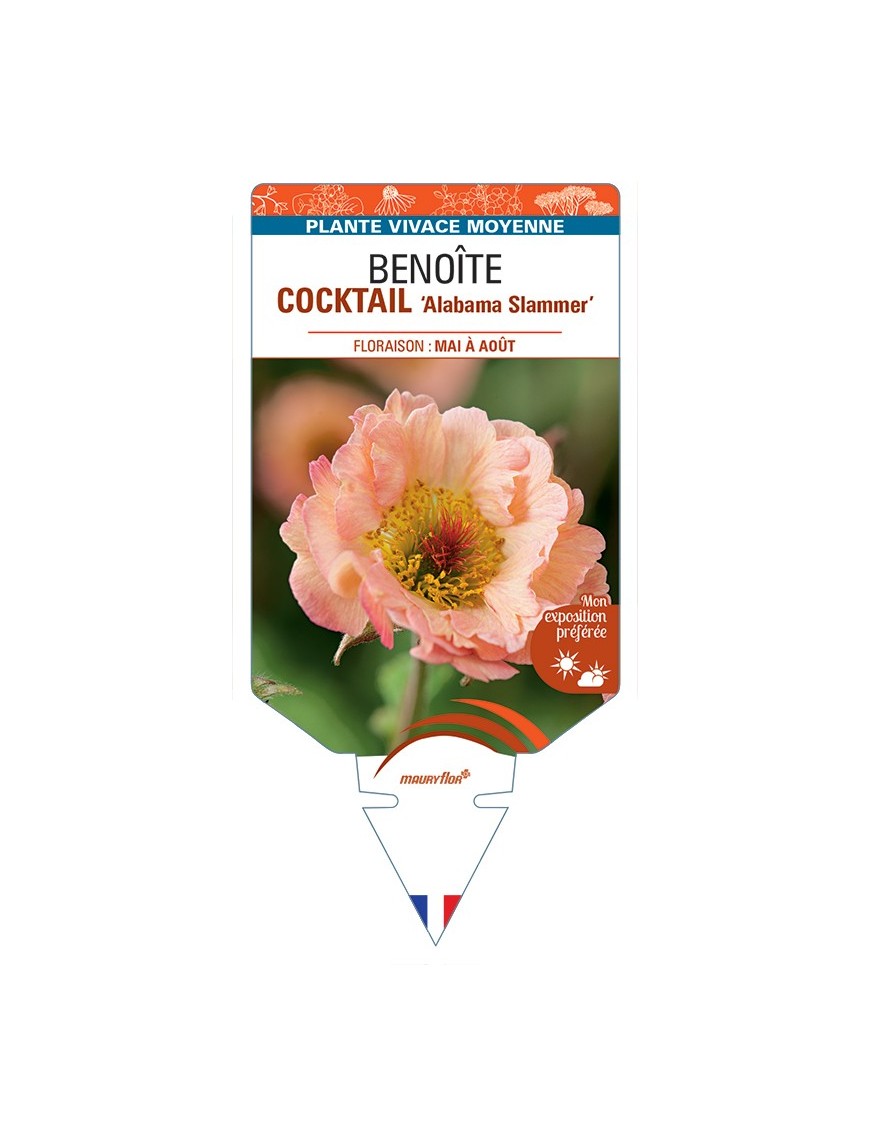 GEUM COCKTAIL Alabama Slammer voir Benoîte