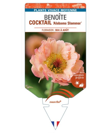 GEUM COCKTAIL Alabama Slammer voir Benoîte
